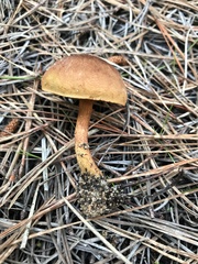 Cortinarius croceus