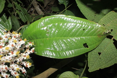 Miconia stenostachya