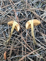 Cortinarius croceus