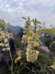 Litsea cubeba