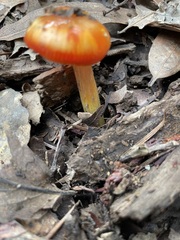 Hygrocybe laetissima