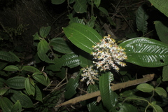 Miconia stenostachya