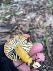 Hygrocybe laetissima