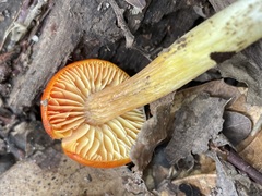 Hygrocybe laetissima