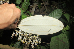 Miconia stenostachya
