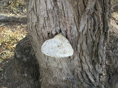 Laetiporus portentosus