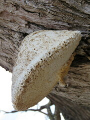Laetiporus portentosus