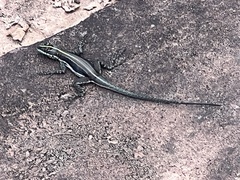 Tropidurus semitaeniatus