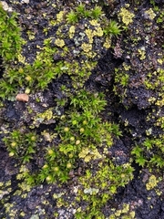 Syntrichia papillosa