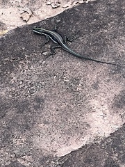 Tropidurus semitaeniatus