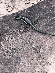 Tropidurus semitaeniatus