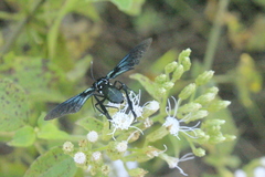 Macrocneme caerulescens