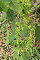 Cestrum racemosum