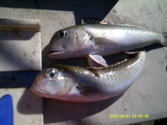 Lopholatilus chamaeleonticeps