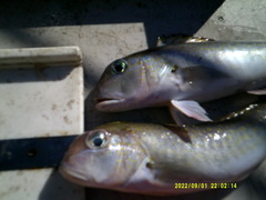 Lopholatilus chamaeleonticeps
