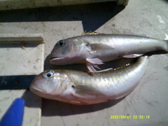 Lopholatilus chamaeleonticeps