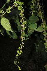 Cestrum racemosum