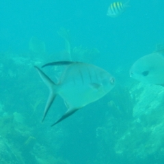 Trachinotus goodei