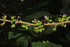 Cestrum racemosum