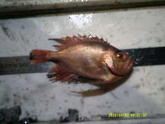 Cookeolus japonicus