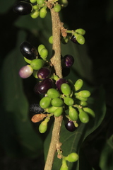 Cestrum racemosum