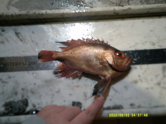 Cookeolus japonicus