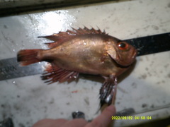 Cookeolus japonicus