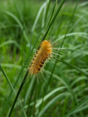 Pygarctia roseicapitis