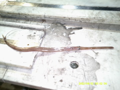 Fistularia tabacaria