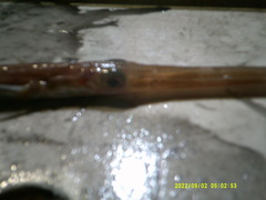 Fistularia tabacaria