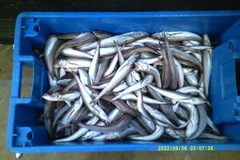 Merluccius bilinearis