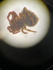Acanthepeira