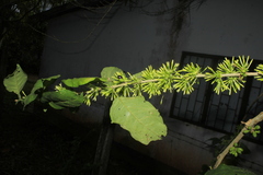 Cestrum racemosum