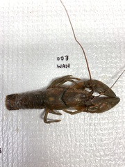 Cambarus robustus