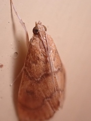 Aethiophysa falcatalis