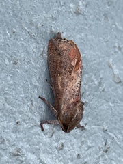 Elhamma australasiae