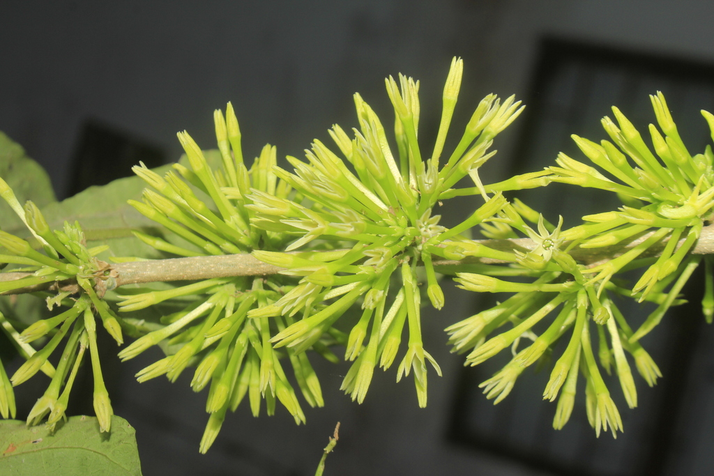 racemose cestrum