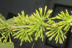 Cestrum racemosum