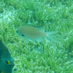 Azurina multilineata