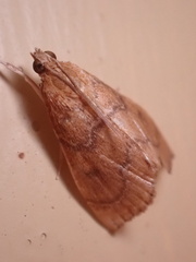 Aethiophysa falcatalis
