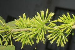 Cestrum racemosum