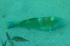 Halichoeres radiatus