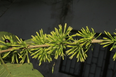 Cestrum racemosum