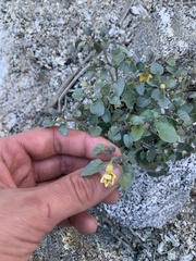 Physalis crassifolia