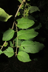 Cestrum racemosum