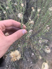 Ericameria pinifolia