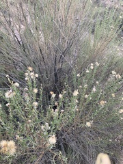Ericameria pinifolia
