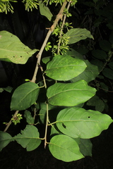 Cestrum racemosum