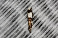 Monopis icterogastra