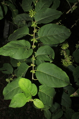 Cestrum racemosum